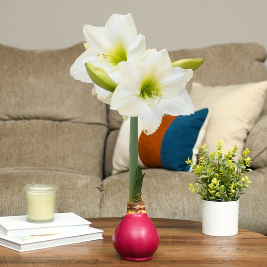 Burgundy Wine Amaryllis Bulb